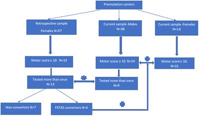 Differential Progression of Motor Dysfunction Between Male and Female Fragile X Premutation Carriers Reveals Novel Aspects of Sex-Specific Neural Involvement